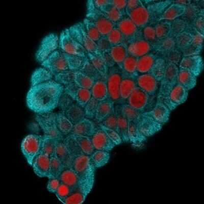 Immunocytochemistry/ Immunofluorescence: Cytokeratin 19 Antibody (KRT19/800) - Azide and BSA Free [NBP2-47946]