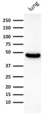 Western Blot: Cytokeratin 19 Antibody (KRT19/800)Azide and BSA Free [NBP2-47946]