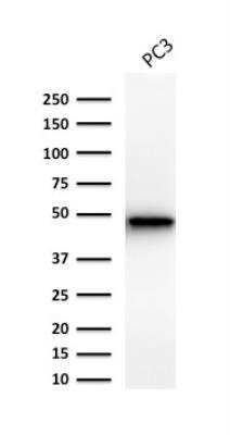 Western Blot: Cytokeratin 19 Antibody (Ks19.1)Azide and BSA Free [NBP2-47947]