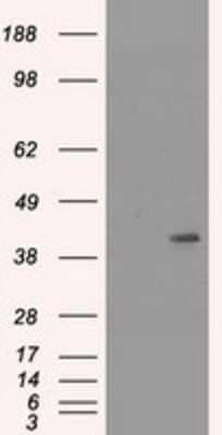 Western Blot: Cytokeratin 19 Antibody (OTI3F8)Azide and BSA Free [NBP2-71092]