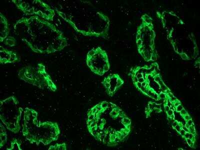 Immunohistochemistry-Frozen: Cytokeratin 19 Antibody (RCK108) - BSA Free [NBP1-97712]