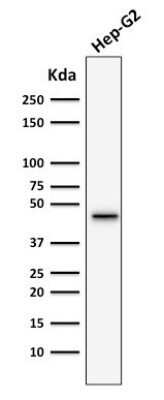 Western Blot: Cytokeratin 19 Antibody (SPM266)Azide and BSA Free [NBP2-34405]