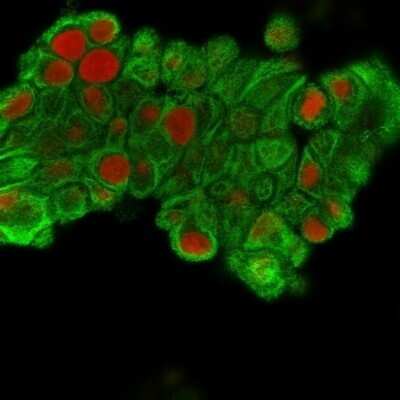 Immunocytochemistry/ Immunofluorescence: Cytokeratin 19 Antibody (SPM561) - Azide and BSA Free [NBP2-34426]