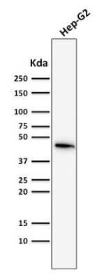 Western Blot: Cytokeratin 19 Antibody (SPM561)Azide and BSA Free [NBP2-34426]