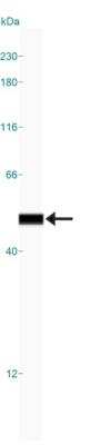 Simple Western: Cytokeratin 19 AntibodyBSA Free [NBP1-78278]