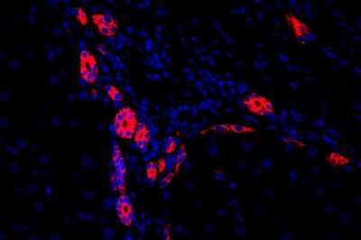 Immunohistochemistry-Paraffin: Cytokeratin 7/13/17/18 Antibody (ST50-05) [NBP2-67533]