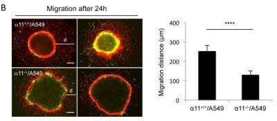 Immunocytochemistry/ Immunofluorescence: Cytokeratin 7 Antibody (R17-S) [NBP1-30152]