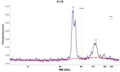 Simple Western: Cytokeratin 8/18 Antibody (KRT8/803 + KRT18/835)Azide and BSA Free [NBP2-47983]