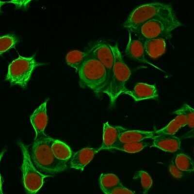 Immunocytochemistry/ Immunofluorescence: Cytokeratin 8 Antibody (H1) - Azide and BSA Free [NBP2-34626]