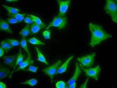 Flow Cytometry: Cytokeratin 8 Antibody (OTI1B12) - Azide and BSA Free [NBP2-71082]