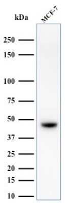 Western Blot: Cytokeratin, HMW Antibody (34BE12)Azide and BSA Free [NBP2-34533]