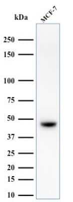 Western Blot: Cytokeratin, HMW Antibody (34BE12) [NBP2-34340]