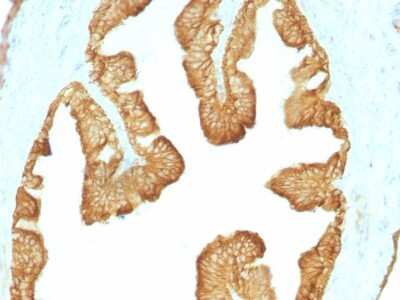 Immunohistochemistry-Paraffin: Cytokeratin, LMW Antibody (KRTL/1077) [NBP2-44373]
