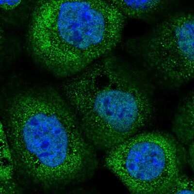 Immunocytochemistry/ Immunofluorescence: Cytosol Nonspecific Dipeptidase (CNDP2)/CPGL Antibody [NBP2-38337]