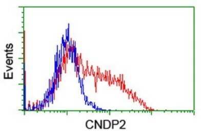 Flow Cytometry: Cytosol Nonspecific Dipeptidase (CNDP2)/CPGL Antibody (OTI8A2) - Azide and BSA Free [NBP2-72019]