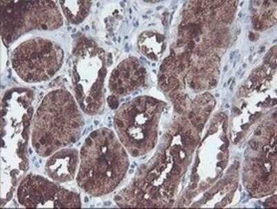 Flow Cytometry: Cytosol Nonspecific Dipeptidase (CNDP2)/CPGL Antibody (OTI8A2) - Azide and BSA Free [NBP2-72019]