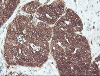 Immunohistochemistry: Cytosol Nonspecific Dipeptidase (CNDP2)/CPGL Antibody (OTI8A2) - Azide and BSA Free [NBP2-72019]