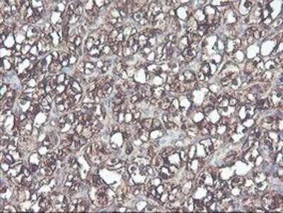 Immunohistochemistry: Cytosol Nonspecific Dipeptidase (CNDP2)/CPGL Antibody (OTI8A2) - Azide and BSA Free [NBP2-72019]