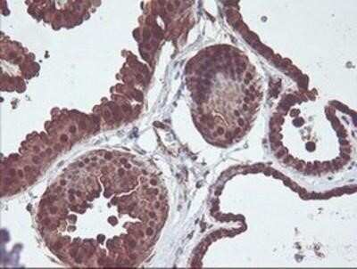 Immunohistochemistry: Cytosol Nonspecific Dipeptidase (CNDP2)/CPGL Antibody (OTI8A2) - Azide and BSA Free [NBP2-72019]