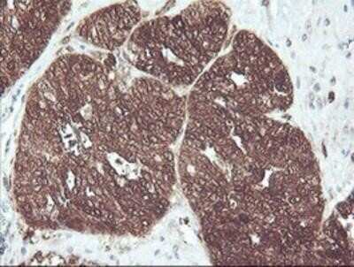 Immunohistochemistry-Paraffin: Cytosol Nonspecific Dipeptidase (CNDP2)/CPGL Antibody (OTI8A2) [NBP2-00953]