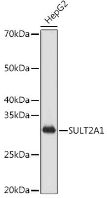 Western Blot: Cytosolic Sulfotransferase 2A1/SULT2A1 Antibody (4A3H6) [NBP3-16665]