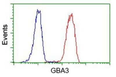 Flow Cytometry: Cytosolic beta-Glucosidase/GBA3 Antibody (OTI1F1) - Azide and BSA Free [NBP2-72100]