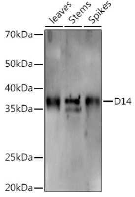 Western Blot: D14 AntibodyAzide and BSA Free [NBP3-16061]