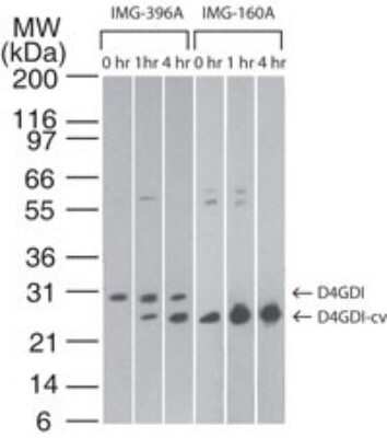 Western Blot: D4-GDI/RhoGDI2 Antibody (10D774) [NB100-56556]
