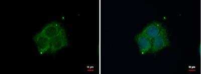 Immunocytochemistry/ Immunofluorescence: DAB1 Antibody [NBP2-16095]