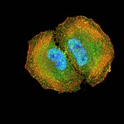 Immunocytochemistry/ Immunofluorescence: DAB2 Antibody (2H7C4) - BSA Free [NBP2-61884]