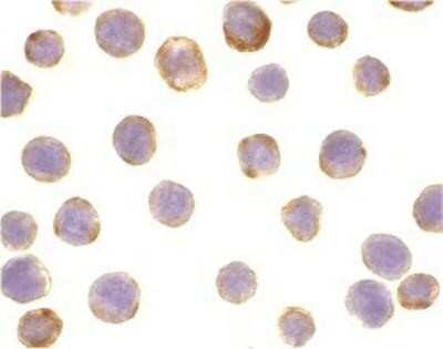 Immunocytochemistry/ Immunofluorescence: DAD1 Antibody - BSA Free [NB600-669]