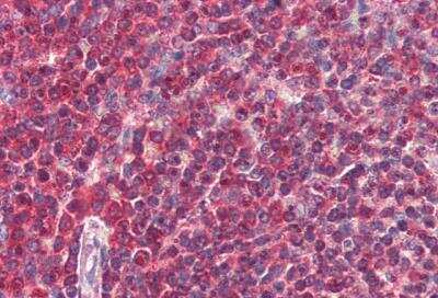 Immunohistochemistry-Paraffin: DAGLA Antibody [NBP1-20905]