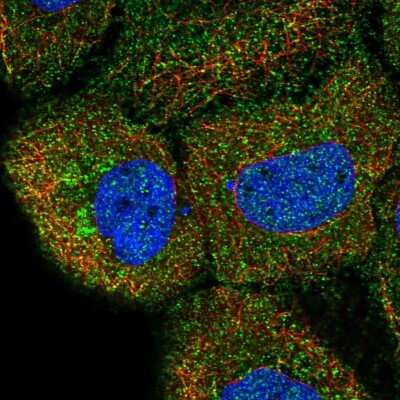 Immunocytochemistry/ Immunofluorescence: DAGLB Antibody [NBP2-57542]