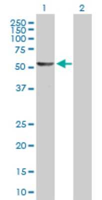 Western Blot: DALRD3 Antibody [H00055152-B01P]