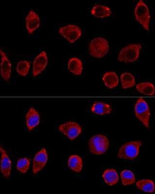 Immunocytochemistry/ Immunofluorescence: DAO Antibody - Azide and BSA Free [NBP2-92892]