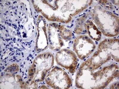 Immunohistochemistry: DAP3 Antibody (OTI1B12) [NBP2-46427]