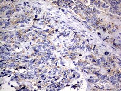 Immunohistochemistry: DAP3 Antibody (OTI1B12) [NBP2-46427]