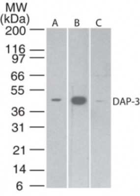 Western Blot: DAP3 Antibody (42C617.1.2) [NB100-56539]