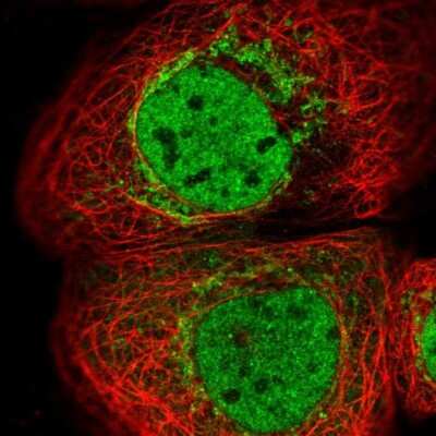 Immunocytochemistry/ Immunofluorescence: DAP3 Antibody [NBP1-88568]
