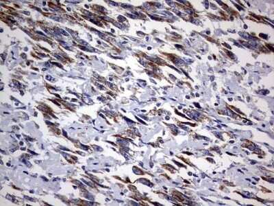 Immunohistochemistry: DAP3 Antibody (OTI1B12) - Azide and BSA Free [NBP2-71338]
