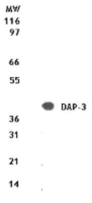 Western Blot: DAP3 Antibody [NB100-56325]