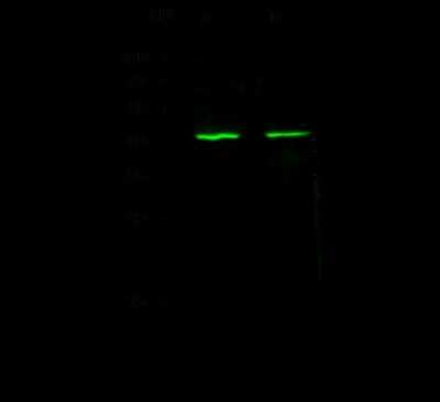Western Blot: DAP3 Antibody [NBP2-98784]