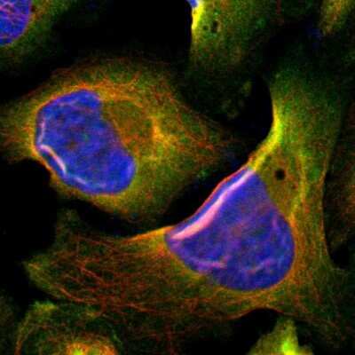Immunocytochemistry/ Immunofluorescence: DAP5 Antibody [NBP1-85311]