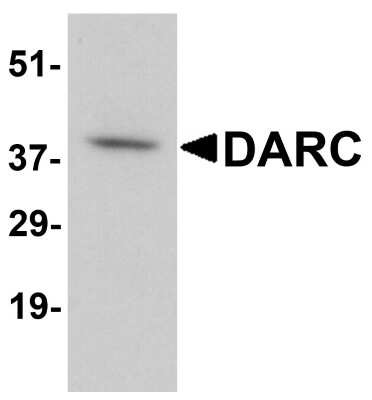 Western Blot: DARC AntibodyBSA Free [NBP1-77278]