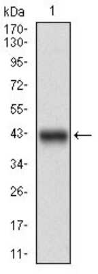Western Blot: DARPP-32 Antibody (2A4G9)BSA Free [NBP2-37302]