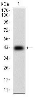 Western Blot: DARPP-32 Antibody (2G6D9)BSA Free [NBP2-37288]