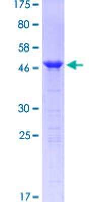 SDS-PAGE: Recombinant Human DARPP-32 GST (N-Term) Protein [H00084152-P01]