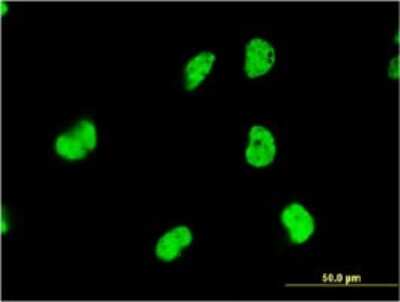 Immunocytochemistry/ Immunofluorescence: DAZAP1 Antibody (2F6) [H00026528-M03]