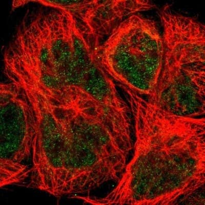 Immunocytochemistry/ Immunofluorescence: DAZAP1 Antibody [NBP1-82740]