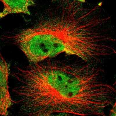 Immunocytochemistry/ Immunofluorescence: DAZAP1 Antibody [NBP1-82741]